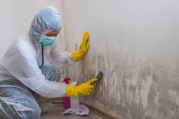 Best Mold Damage Repair  in Boiling Springs, NC