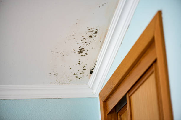 Best Black Mold Removal  in Boiling Springs, NC