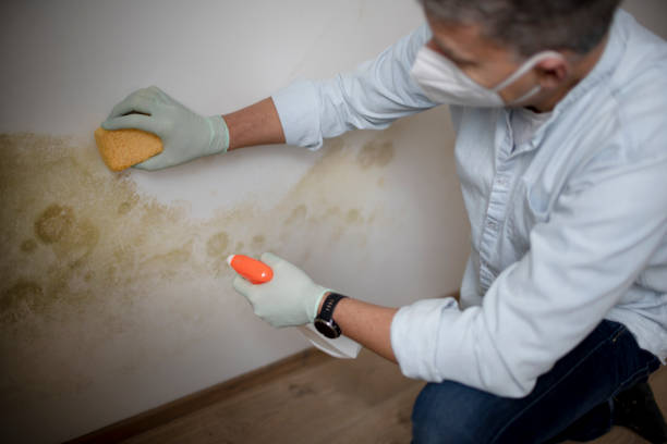 Best Best Mold Removal Companies  in Boiling Springs, NC