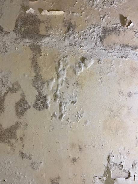 Best Mold Removal Company Near Me  in Boiling Springs, NC