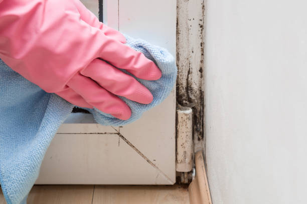 Mold Removal and Inspection in Boiling Springs, NC