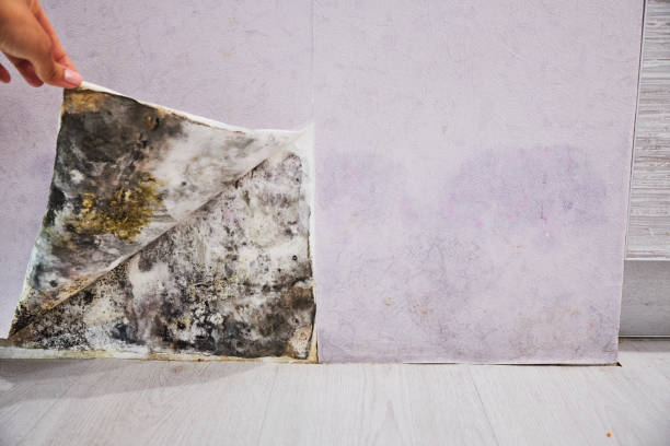 Reliable Boiling Springs, NC Mold Removal Solutions
